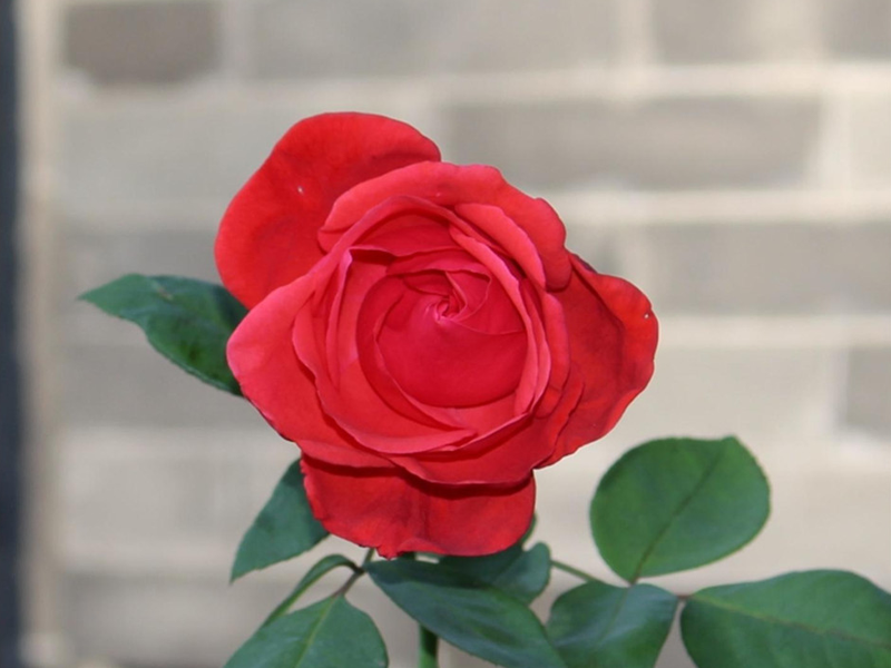 36_3.png