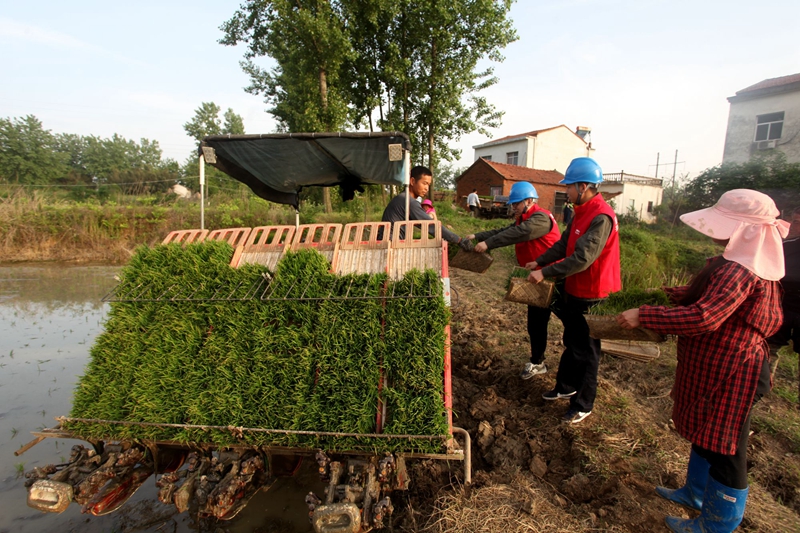 潢川县供电供电公司党员服务队队员高君、凡慧杰帮助孤寡老人张玉凤搬运秧苗.jpg 潢川县供电供电公司党员服务队队员高君、凡慧杰帮助孤寡老人张玉凤搬运秧苗.jpg