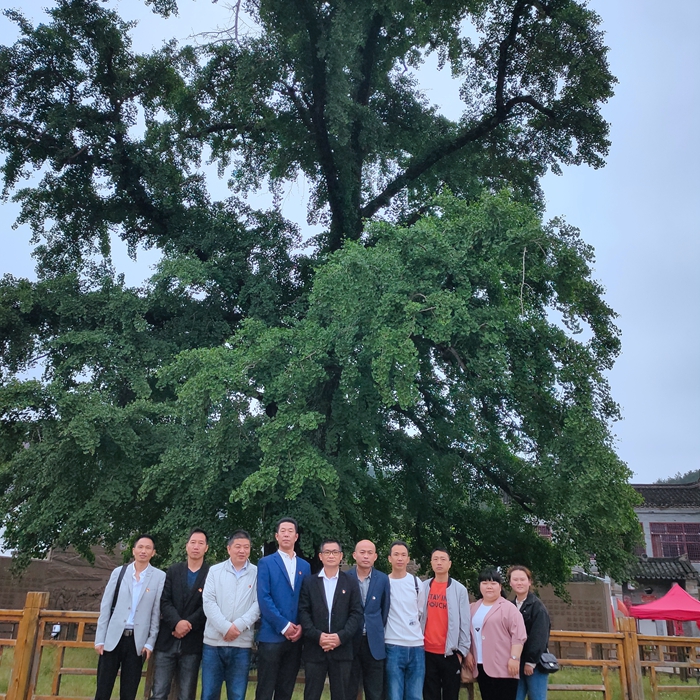 老银杏树下的追思.jpg 老银杏树下的追思.jpg