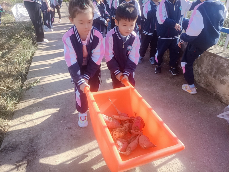 运红薯.jpg 运红薯.jpg