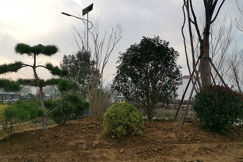 伞陂镇街西口袋公园建设 (1).jpg
