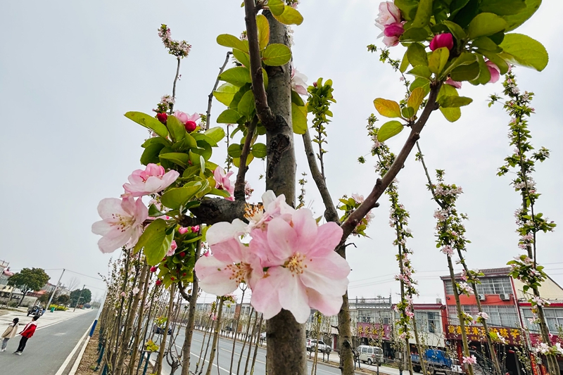 伞陂海棠华开 (2).JPG