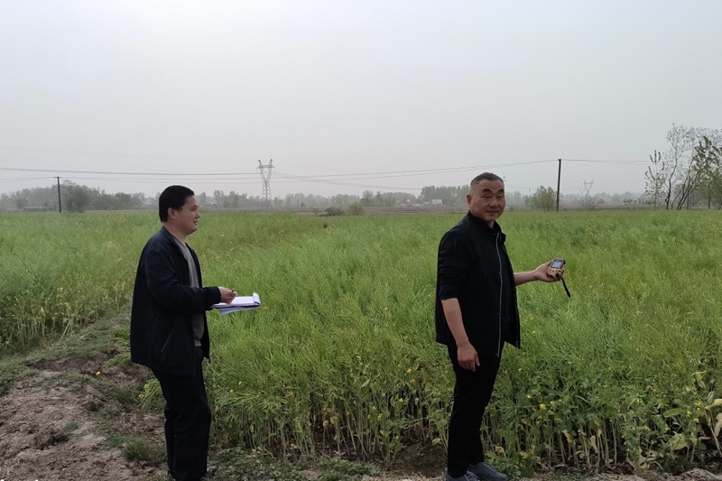 伞陂镇油菜验收现场照片 (1).JPG