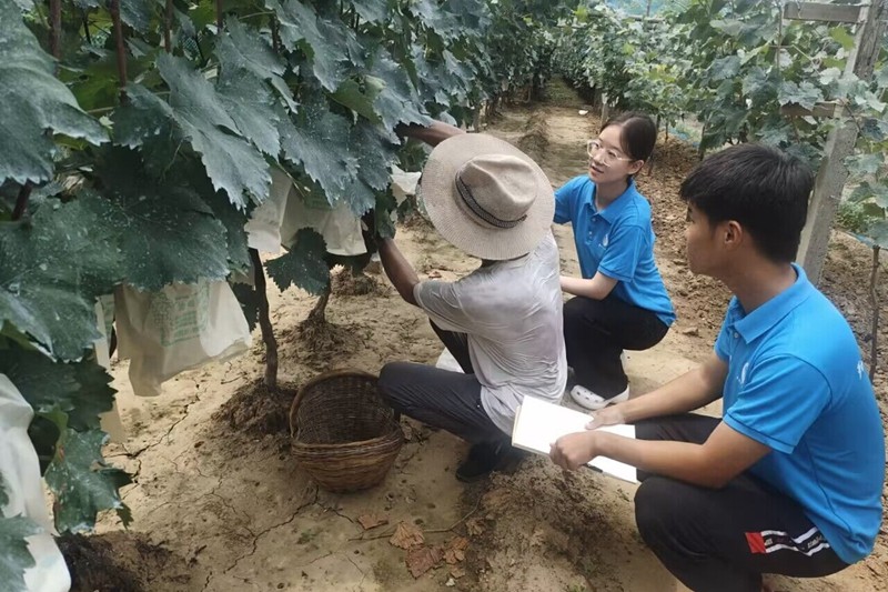 图为实践队员来到葡萄种植园,采访正在劳作的农民老伯,考察农业种植合作社,探讨脱贫攻坚的新路径、新模式.jpg