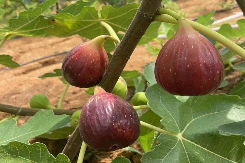 图片3.png 图片3.png